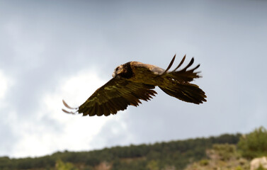 Gypaète barbu,Gypaetus barbatus, Bearded Vulture, Pyrénées