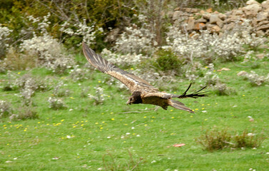 Gypaète barbu,Gypaetus barbatus, Bearded Vulture, Pyrénées