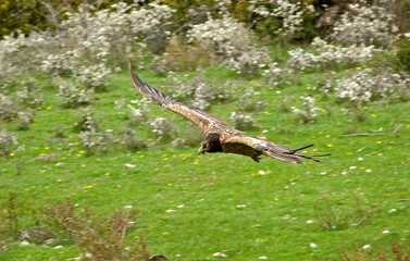 Gypaète barbu,Gypaetus barbatus, Bearded Vulture, Pyrénées