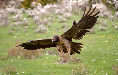 Gypaète barbu,
Gypaetus barbatus, Bearded Vulture, Pyrénées