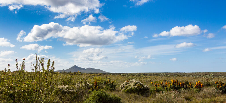 Fitzgerald River National Park, biodiversity hotspot, with native shrubs and wild flowers.