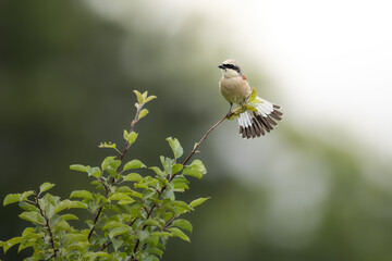 Neuntöter - Rotrückenwürger im Wald 