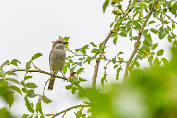 Neuntöter - Rotrückenwürger im Wald 