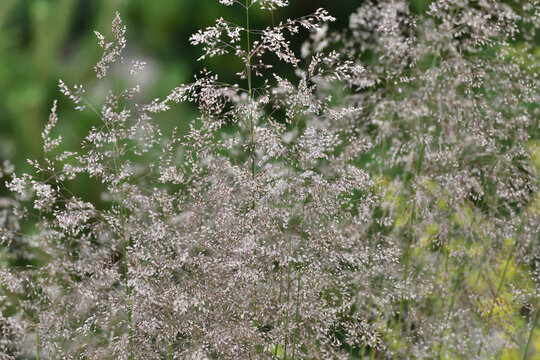 Deschampsia cespitosa is a species of perennial herbaceous plants of the genus Meadow grass of family Poaceae or Poaceae