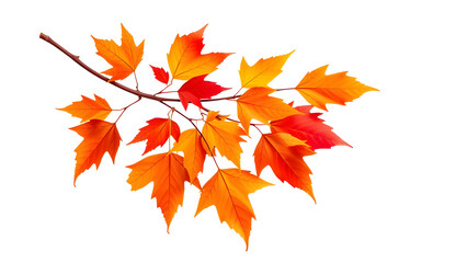 Realistic illustration of an autumn maple branch with vibrant fall colors, placed on top of a frame, isolated on pure white background