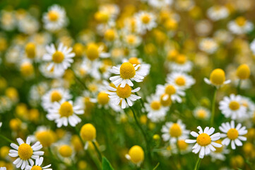 Matricaria chamomilla flowers on meadow. Herbal plant.