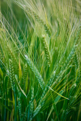 Green unripe barley(Hordeum vulgare) plantation in summer. Selective focus.