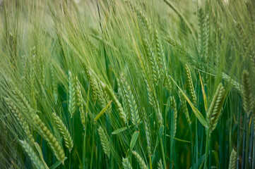 Green unripe barley(Hordeum vulgare) plantation in summer. Selective focus.
