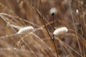 A close-up captures fluffy seed heads of dried grasses against a dark background. The scene evokes...