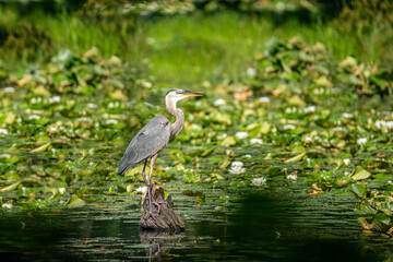 Great Blue Heron