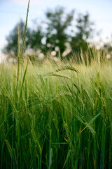 Green unripe barley(Hordeum vulgare) plantation in summer. Selective focus.