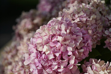 A cluster of pink and white hydrangea flowers fills the frame, bathed in soft sunlight. The background is dark, emphasizing the delicate petals and textures.