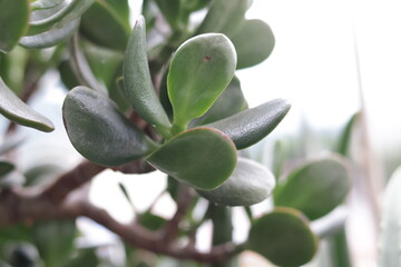 una toma de cerca de una planta de jade 