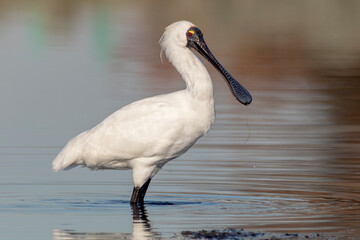 White Spoonbill Bird Standing in Still Water - Royal Spoonbill (Platalea regia)
