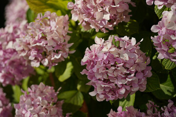 A cluster of pink and white hydrangea flowers fills the frame. The blooms are dense and textured,...