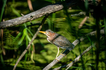 Green Heron on a Branch