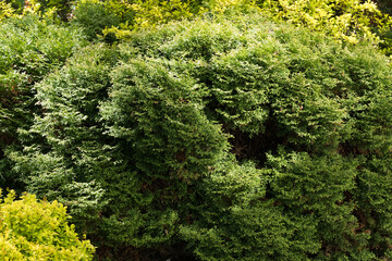 Abstract green natural background with thuja branches; sunlit and shady areas. Textured Effect. Crack.