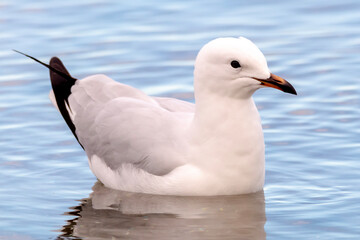 Close-Up of Silver Gull in Natural Habitat (Chroicocephalus novaehollandiae)
