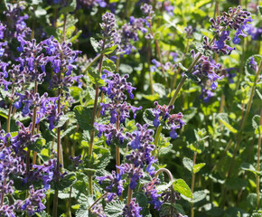 Violet flowers of catnip (Nepeta) in a garden bed, selective focus; green blurred background.
