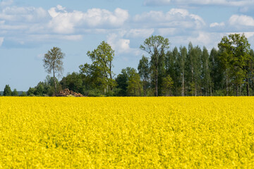 A yellow blooming rapeseed field and a partially cleared forest in the distance against a blue cloudy sky.
