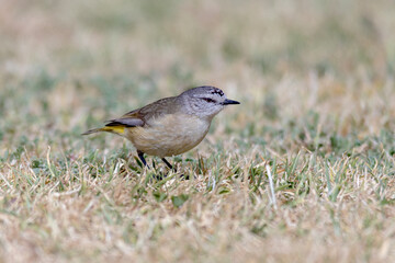 Small Australian Bird Searching for Food on Ground - Yellow-rumped Thornbill (Acanthiza chrysorrhoa)
