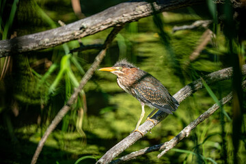 Green Heron on a Branch