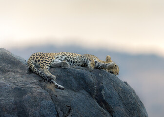 Lazy leopard in Serengeti