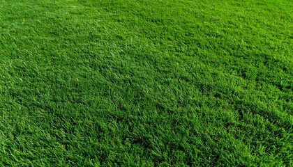 Lush Green Grass Texture: An inviting close-up of vibrant, verdant grass blades, creating a soothing visual texture and showcasing the beauty of natural environment.