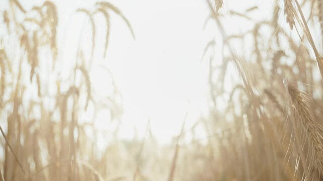 Close-up of a rye field and spikelets against a bright sun