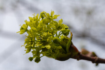 Norway maple blossoms emerge in spring with vibrant yellowish-green flowers highlighting seasonal...