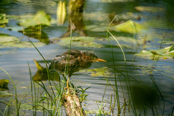 Green Heron on a Branch