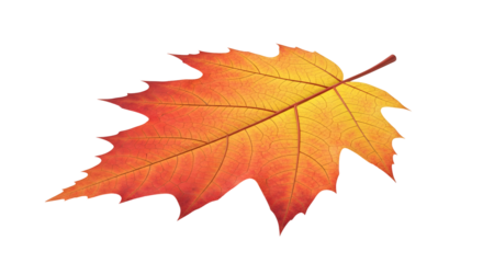 Bright gradient autumn leaf with detailed veins and distinct lobed shape on transparent background. Fall season element.