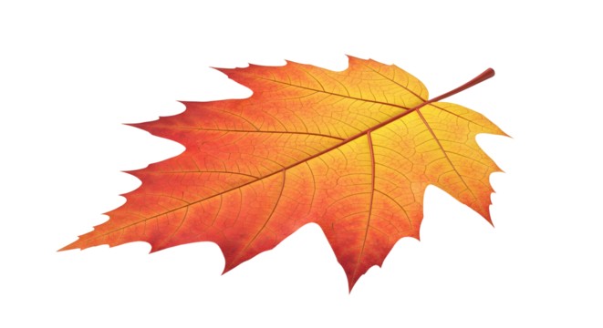 Bright gradient autumn leaf with detailed veins and distinct lobed shape on transparent background. Fall season element.