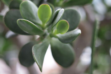 una toma de cerca de una planta de jade 