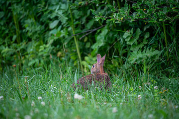 rabbit in the grass