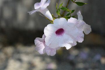 Bower plant pink flower - Latin name - Pandorea jasminoides