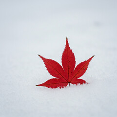 Vibrant Red Maple Leaf on Winter Snow Nature Photography