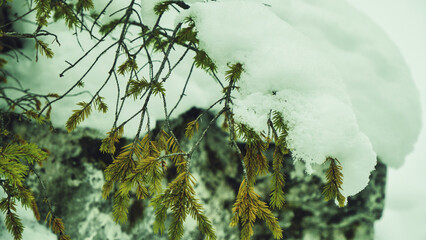 Snow Covered Winter Pine Trees