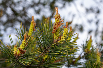 Exploration of Pinus sylvestris featuring male and female cones amidst lush needles in a natural...