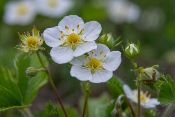 Fototapeta premium Creamy strawberry flowers bloom in spring with delicate white petals and vibrant yellow centers among lush green leaves