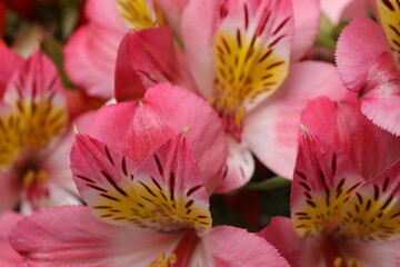astromeria close-up on its own background