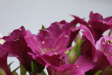 astromeria close-up on a gray background
