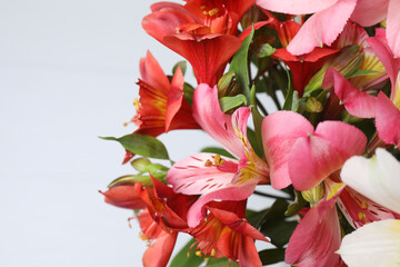 astromeria close-up on a gray background
