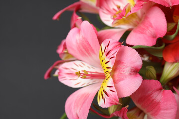 Fototapeta premium astromeria close-up on a black background