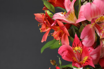 astromeria close-up on a black background