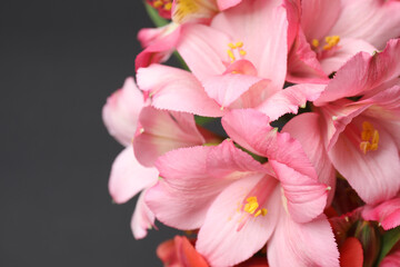 Obraz premium astromeria close-up on a black background