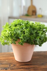 Potted parsley plant on wooden table indoors, closeup