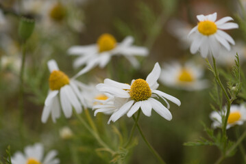 SUMMER LANDSCAPE - Blooming chamomile flowers in the field