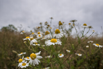 SUMMER LANDSCAPE - Blooming chamomile flowers in the field
