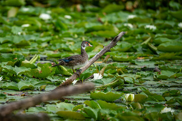 Mallard duck on a branch